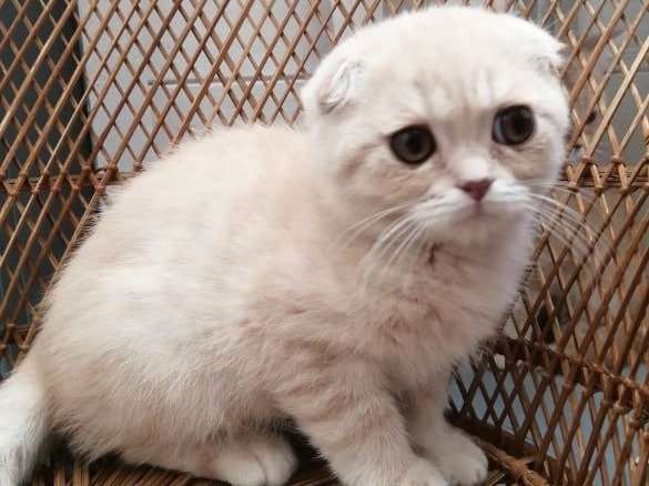 À vendre : un chaton mâle Scottish Fold au pelage crème, né en juin 2021