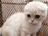 À vendre : un chaton mâle Scottish Fold au pelage crème, né en juin 2021