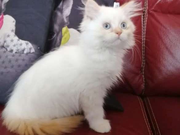 Un chaton mâle Highland Straight red point blanc, né en juin 2021, disponible à la vente