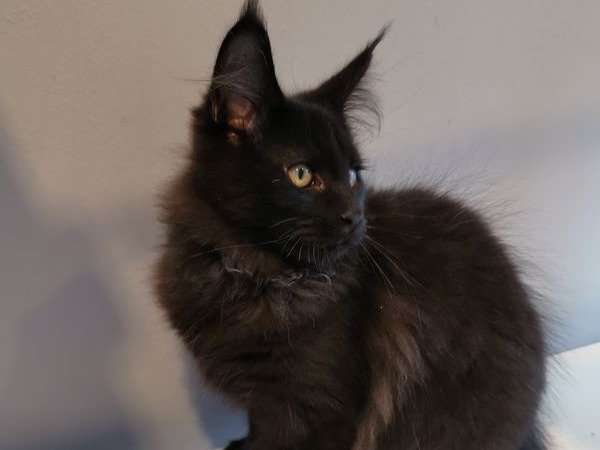 Deux chatons Maine Coon black (mâle et femelle), nés en juin 2021 disponibles à la vente
