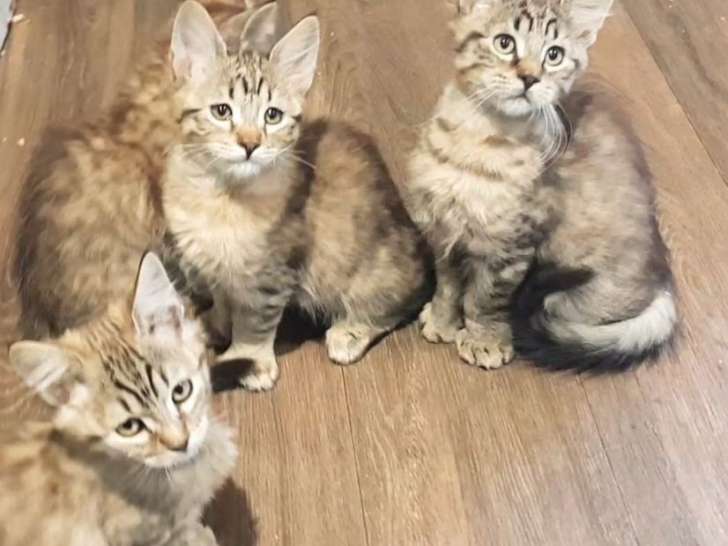 À réserver : 4 chatons mâles Pixie-bob brown mackerel tabby, nés en juillet 2021