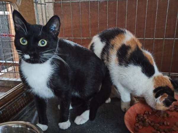 A adopter : Pepita (tricolore) et Malaga (noir et blanche) âgées d'un an et demi
