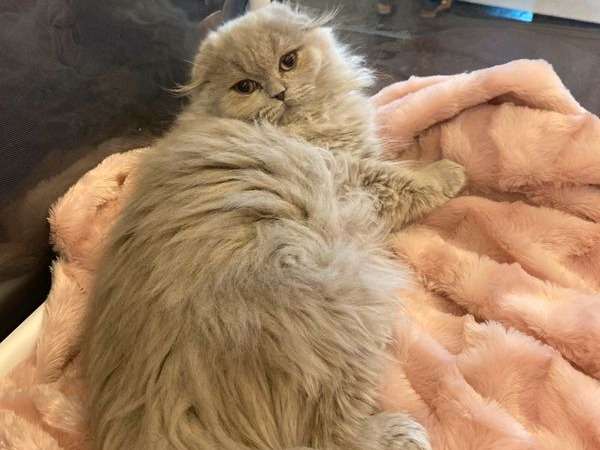 Une chatonne Highland Fold au pelage crème née en février 2021, disponible à la vente