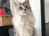 Un chat mâle adulte Maine Coon d'un an de couleur black silver mackerel tabby, disponible pour saillie