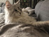Un chat mâle adulte Maine Coon d'un an de couleur black silver mackerel tabby, disponible pour saillie