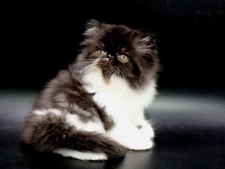 À vendre : un chaton mâle Persan noir et blanc, né en 2021