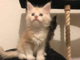 À réserver : un chaton mâle Maine Coon crème smoke, né en 2021