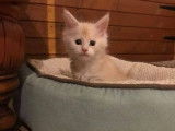 À réserver : un chaton mâle Maine Coon crème smoke, né en 2021
