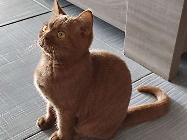 Une chatonne British Shorthair cinnamon, née en avril 2021, à acheter