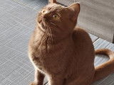 Une chatonne British Shorthair cinnamon, née en avril 2021, à acheter
