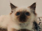 Vente d&rsquo;un chaton m&acirc;le Ragdoll seal point