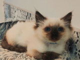 Vente d&rsquo;un chaton m&acirc;le Ragdoll seal point