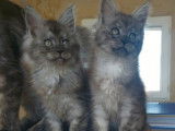 Vente de quatre chatons Maine Coon