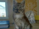 Vente de quatre chatons Maine Coon