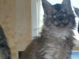 Vente de quatre chatons Maine Coon