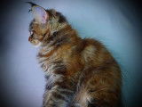 À vendre chatonne Maine Coon black tortie blotched tabby