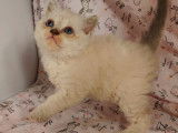 À vendre cinq chatons Selkirk Rex