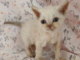 À vendre cinq chatons Selkirk Rex
