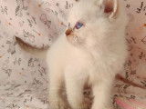 À vendre cinq chatons Selkirk Rex