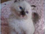 Vente d’un chaton mâle Sacré de Birmanie