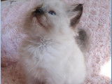 Vente d’un chaton mâle Sacré de Birmanie