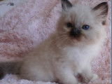 Vente d’un chaton mâle Sacré de Birmanie
