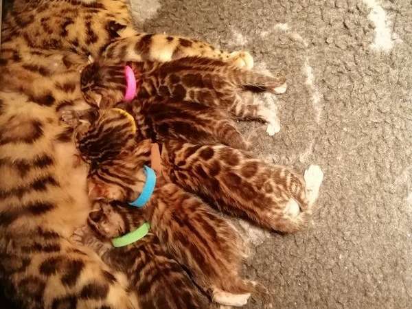 Vente de cinq chatons Bengal brown à rosettes fermées