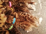 Vente de cinq chatons Bengal brown &agrave; rosettes ferm&eacute;es