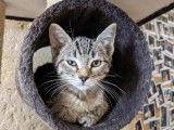 Jeune femelle robe bicolore recherche famille