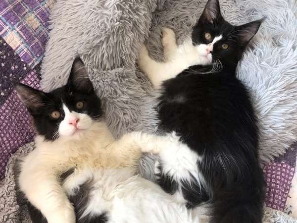 Deux chatons mâles Maine Coon, à vendre