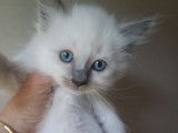À réserver, chaton mâle Sibérien bleu