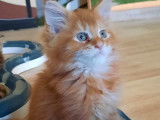 Vente d’un chaton mâle Maine Coon de couleur red