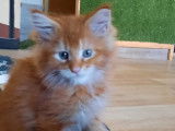 Vente d’un chaton mâle Maine Coon de couleur red