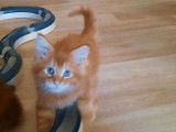 Vente d’un chaton mâle Maine Coon de couleur red