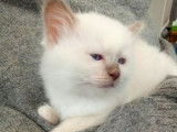 À vendre, chatonne Sacré de Birmanie au pelage lilac