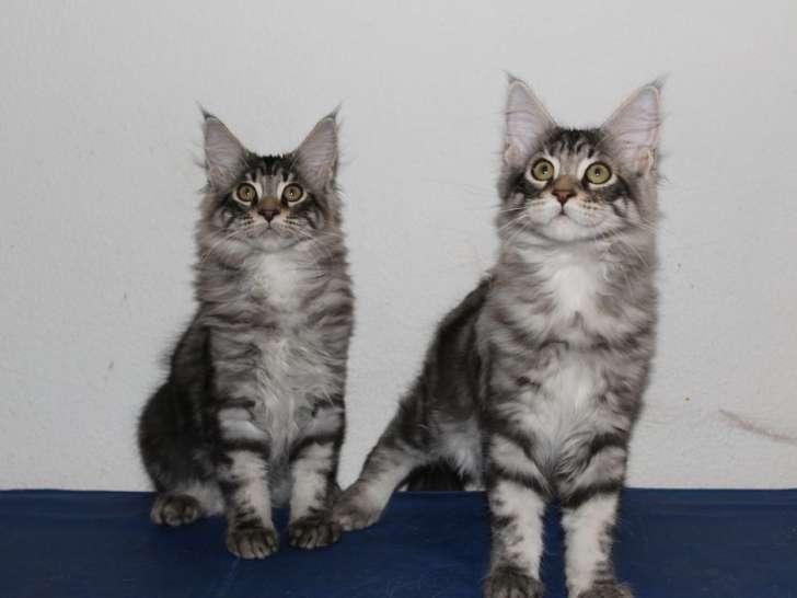 À vendre, deux chatons mâles Maine Coon au pelage silver