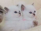 Vente de trois chatons Scottish Fold