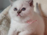 Vente de trois chatons Scottish Fold