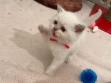 Vente de trois chatons Scottish Fold