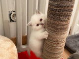 Vente de trois chatons Scottish Fold