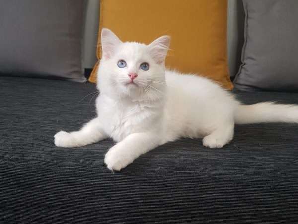 Mise en vente d’un chaton mâle Ragdoll de couleur red point et blanc