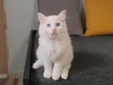 Mise en vente d’un chaton mâle Ragdoll de couleur red point et blanc