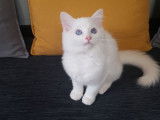 Mise en vente d’un chaton mâle Ragdoll de couleur red point et blanc