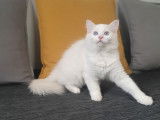 Mise en vente d’un chaton mâle Ragdoll de couleur red point et blanc