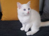 Mise en vente d’un chaton mâle Ragdoll de couleur red point et blanc