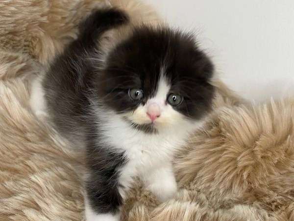 À vendre, chaton mâle Scottish Fold highland de couleur noir et blanc