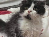 À vendre, chaton mâle Scottish Fold highland de couleur noir et blanc