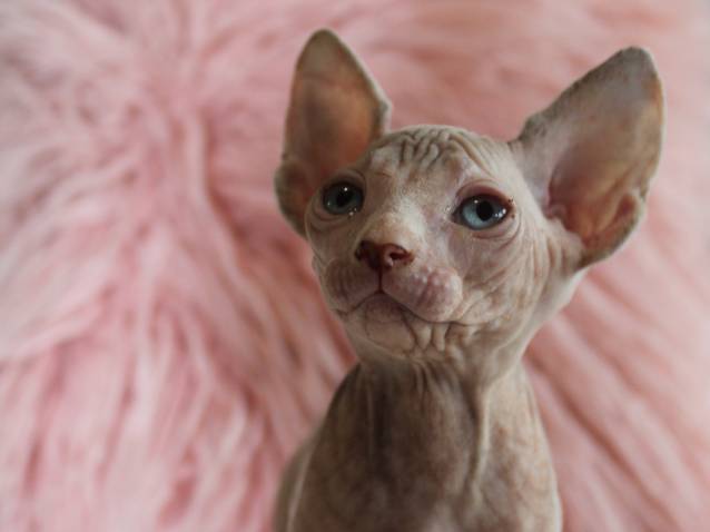 Magnifique Chaton Femelle Sphynx Disponible Le 15 Decembre 21 Petite Annonce Chat