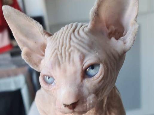 Magnifique Chaton Femelle Sphynx Disponible Le 15 Decembre 21 Petite Annonce Chat