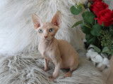 Magnifiques chatons Sphynx disponibles tout de suite